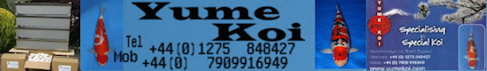 http://www.yumekoi.com